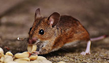 24 Hour & Emergency Exterminators in Bowling Green, VA